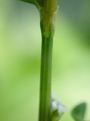 Polygonum aviculare aviculare