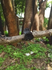 Auricularia fuscosuccinea