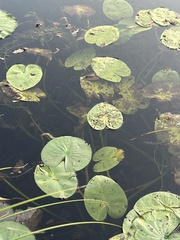 Nuphar variegata