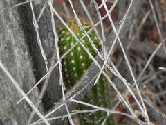 Trichocereus spachianus