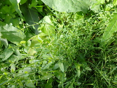 Polygonum aviculare aviculare