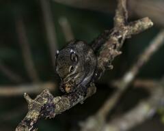 Tamiops maritimus