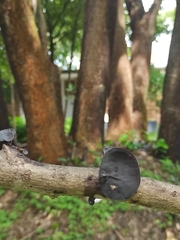 Auricularia fuscosuccinea