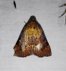 Omphalocera munroei