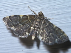 Anageshna primordialis