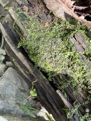 Plagiomnium cuspidatum