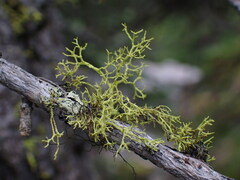 Letharia vulpina
