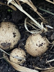 Scleroderma