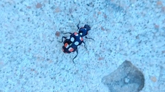 Eriopis connexa