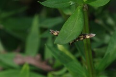 Syngamia florella