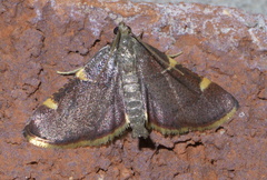 Hypsopygia olinalis