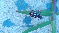 Eriopis connexa
