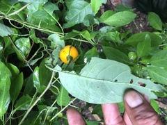Ximenia americana