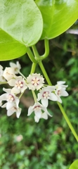 Hoya australis