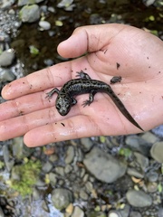 Dicamptodon tenebrosus