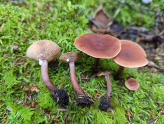 Lactarius camphoratus
