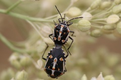 Bagrada hilaris