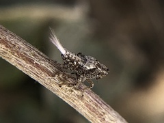 Danepteryx