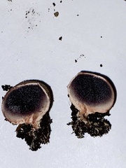 Scleroderma