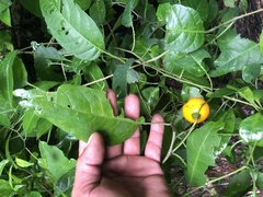 Ximenia americana
