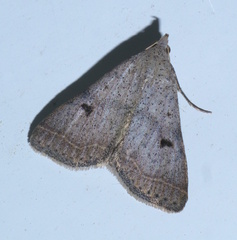 Bleptina caradrinalis