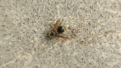 Brachygastra mellifica