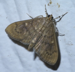 Psara obscuralis