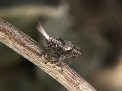 Danepteryx
