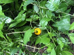 Ximenia americana