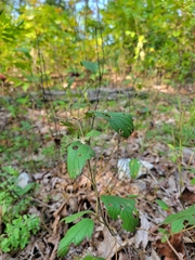 Ceanothus americanus