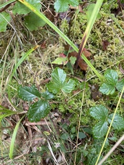 Rubus dalibarda
