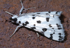 Eustixia pupula
