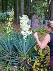 Yucca gloriosa