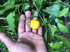 Ximenia americana