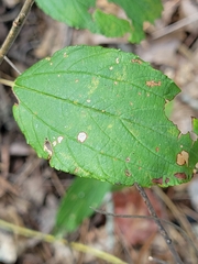 Ceanothus americanus
