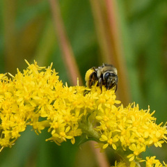 Melissodes druriellus