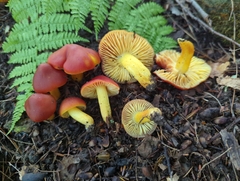 Hygrocybe punicea