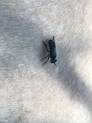 Atomosia melanopogon