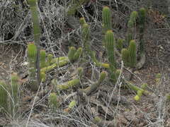 Trichocereus spachianus