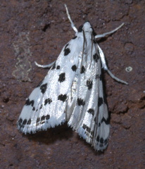 Eustixia pupula