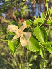Echites umbellatus