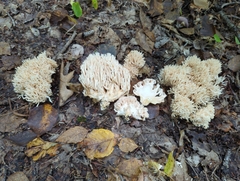 Ramaria