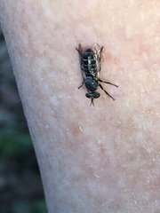 Atomosia melanopogon