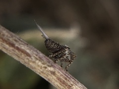 Danepteryx