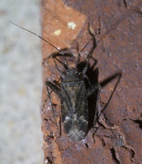 Phytocoris