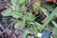 Panicum dichotomiflorum