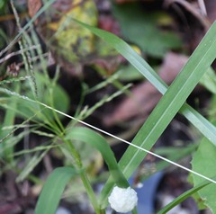 Panicum dichotomiflorum