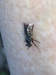 Atomosia melanopogon