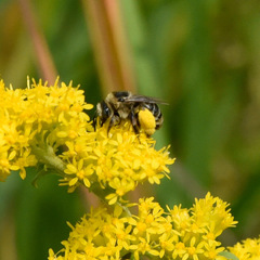 Melissodes druriellus