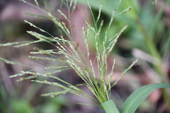 Panicum dichotomiflorum